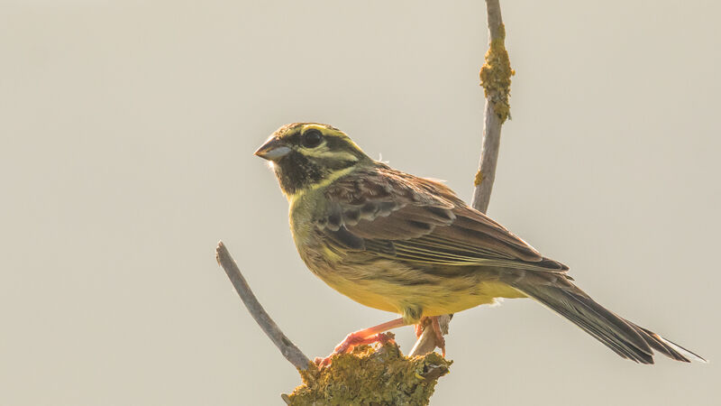 Cirl Bunting male adult, close-up portrait