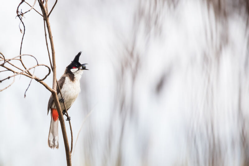 Red-whiskered Bulbul, identification, eats