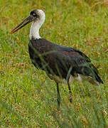 Woolly-necked Stork