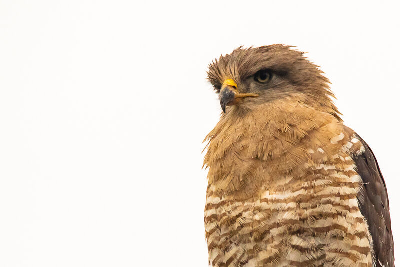 Southern Banded Snake Eagle, close-up portrait