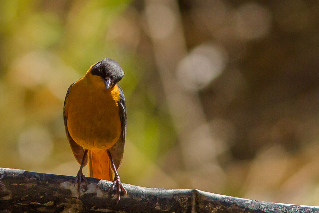 Chorister Robin-Chat