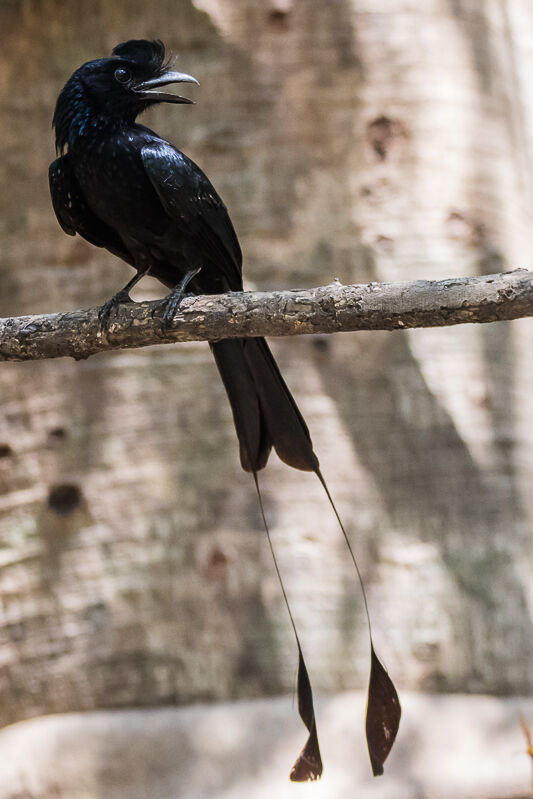 Greater Racket-tailed Drongo, identification, close-up portrait