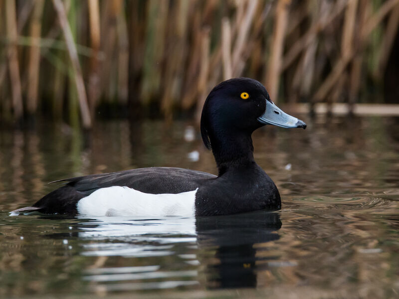Tufted Duck male adult