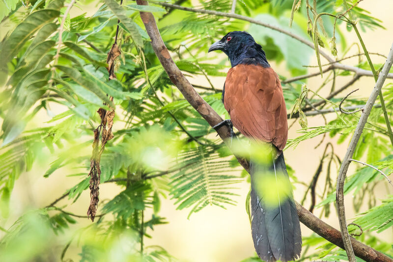 Greater Coucal, identification, close-up portrait