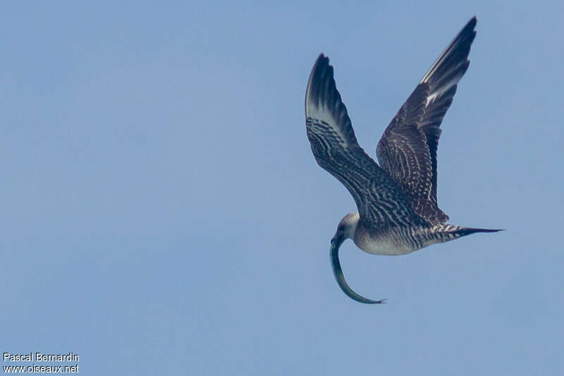 Long-tailed Jaegerjuvenile, Flight, feeding habits