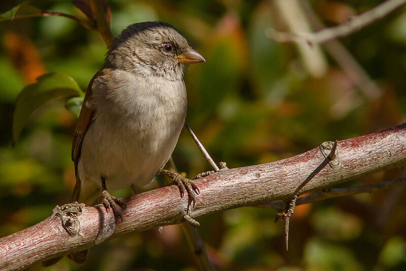 Southern Grey-headed Sparrow