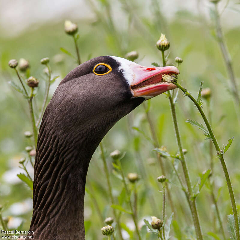 Lesser White-fronted Gooseadult, pigmentation, eats