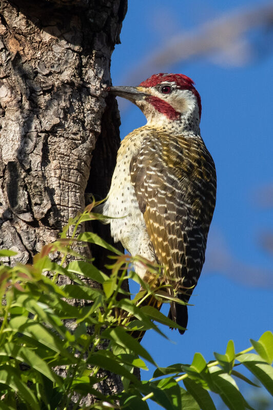 Bennett's Woodpecker male adult, identification