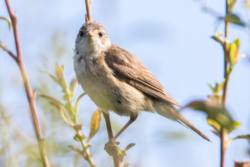 Marsh Warbler, identification, close-up portrait