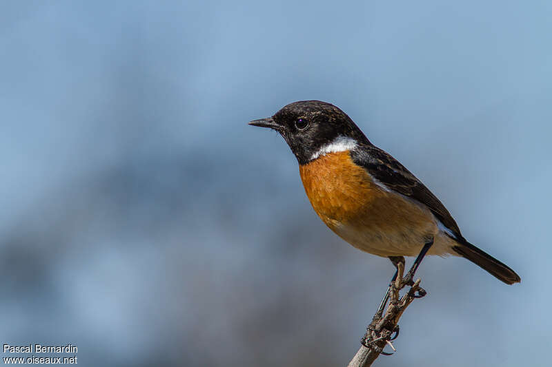 African Stonechat male adult breeding, identification