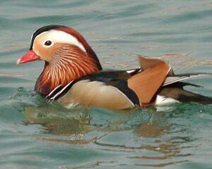 Canard mandarin