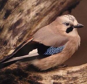 Eurasian Jay 
&copy; Pascal Dubois