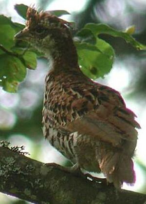 Hazel Grouse 
&copy; Pascal Dubois