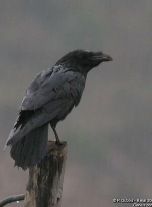 Grand Corbeau