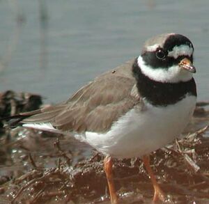 Common Ringed Plover 
&copy; Pascal Dubois