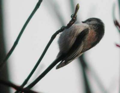 Mésange à longue queue - Aegithalos caudatus