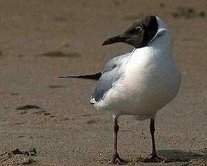 Mouette rieuse