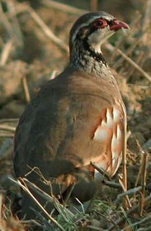 Red-legged Partridge 
&copy; Pascal Dubois