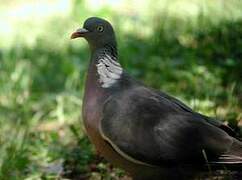 Common Wood Pigeon