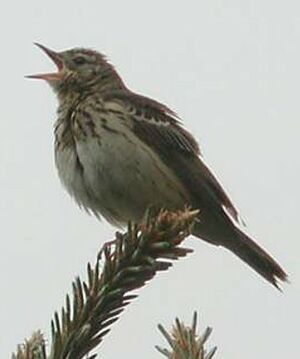 Pipit des arbres