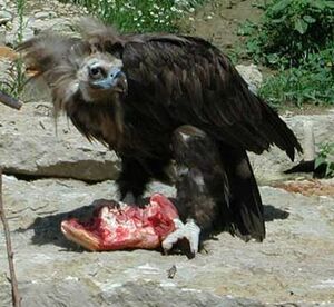 Cinereous Vulture