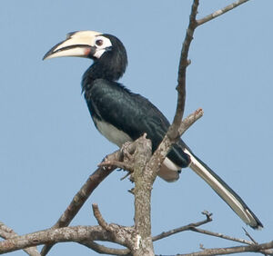 Oriental Pied Hornbill