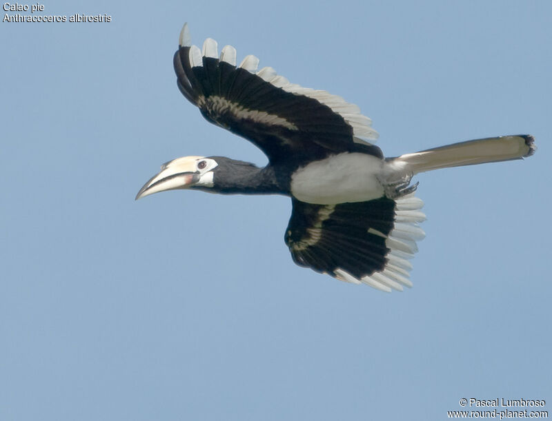 Oriental Pied Hornbill, Flight