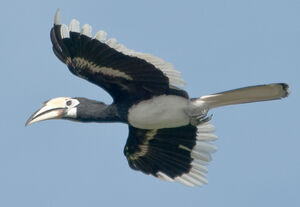Oriental Pied Hornbill