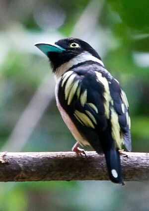 Black-and-yellow Broadbill