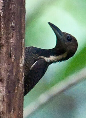 Buff-necked Woodpecker