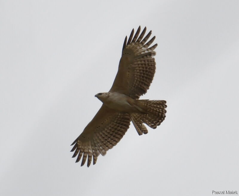 Mountain Hawk-Eagle, identification
