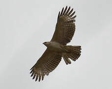 Mountain Hawk-Eagle