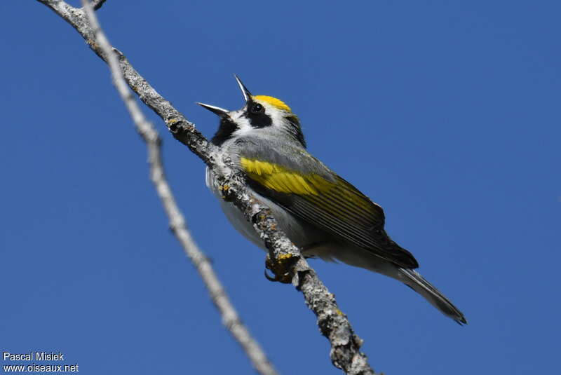 Golden-winged Warbler male adult breeding, pigmentation, song