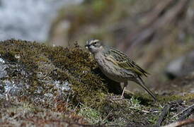 Rosy Pipit