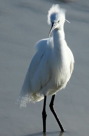 Aigrette garzette