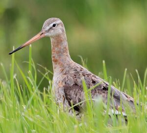 Black-tailed Godwit 
&copy; Pascale B�cue