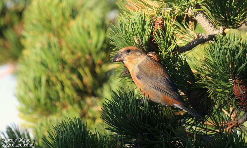 Red Crossbill male adult, identification