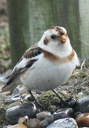 Bruant des neiges 
&copy; Pascale B�cue