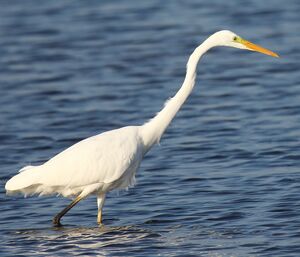 Great Egret 
&copy; Pascale B�cue