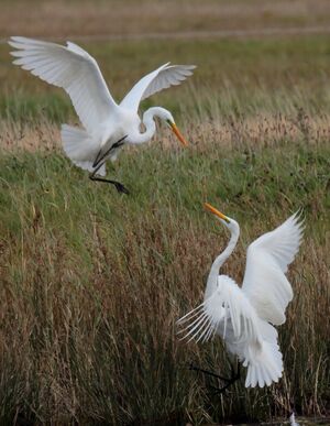 Great Egret 
&copy; Pascale B�cue