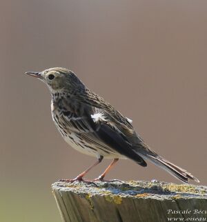 Meadow Pipit 
&copy; Pascale B�cue