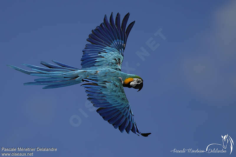 Blue-and-yellow Macaw, Flight