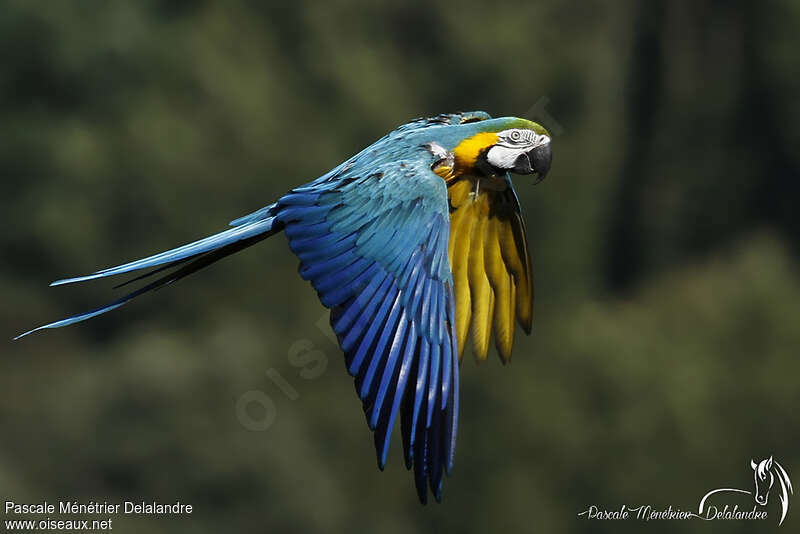 Blue-and-yellow Macawadult, Flight