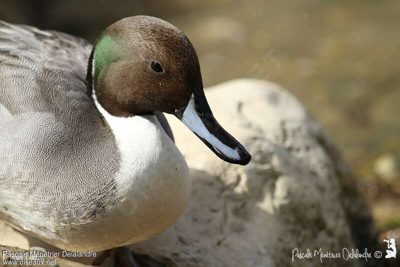 Northern Pintail male adult, close-up portrait