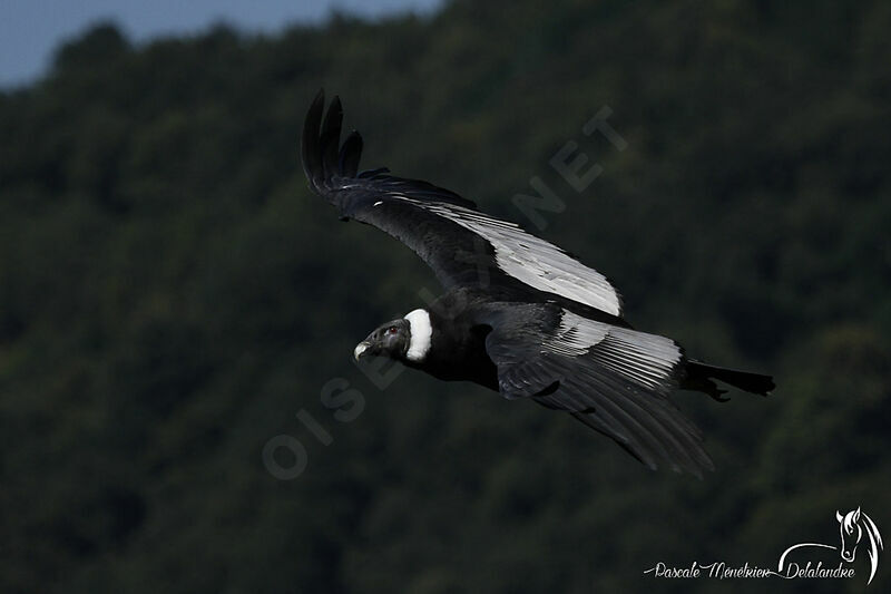 Andean Condor female