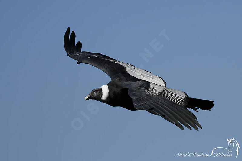 Condor des Andes femelle