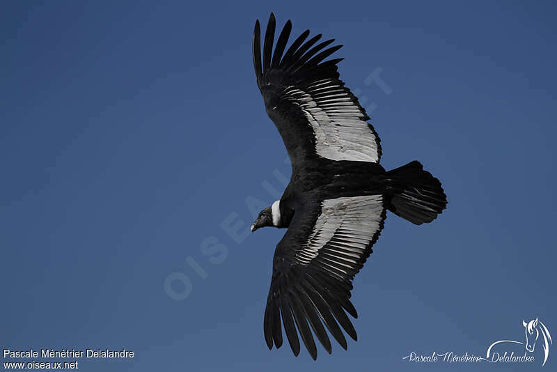 Condor des Andes femelle adulte, pigmentation, Vol