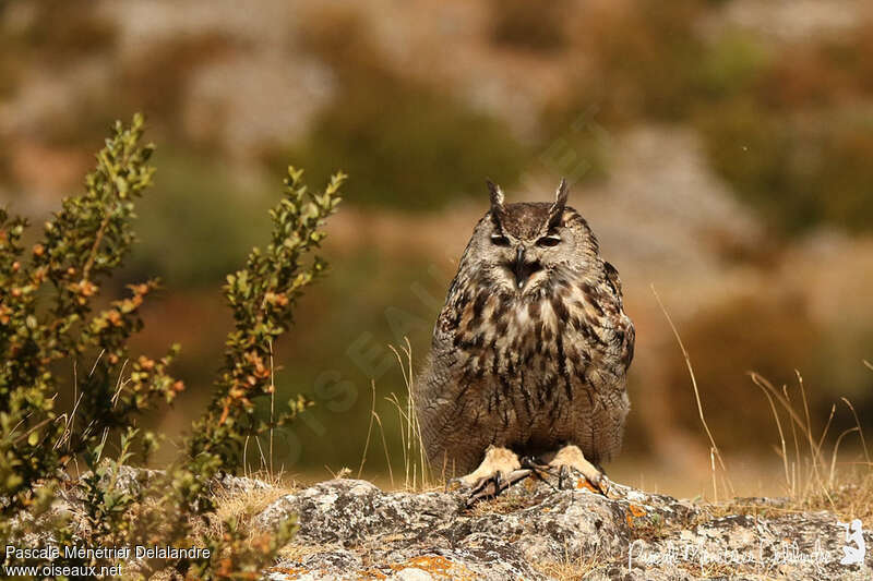 Eurasian Eagle-Owl male adult, identification