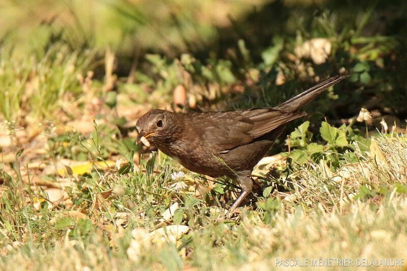 Common Blackbird female
