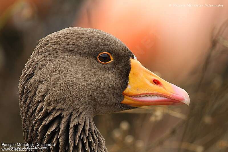 Greylag Goose, close-up portrait